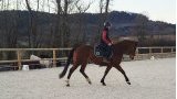 Cours / balades / stages