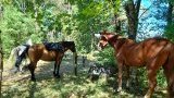 Balades & randonnées à cheval ou poney