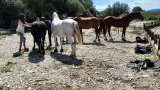 Balades & randonnées à cheval ou poney