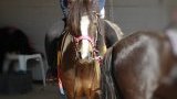 Stages d'équitation